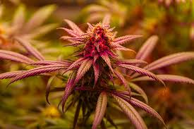 Ultimate Guide to Marijuana Seeds Everything You Need to Know Ultimate Guide to Marijuana Seeds Everything You Need to Know